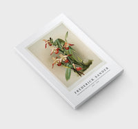 Frederick Sander - Cypripedium lemoinierianum from Reichenbachia Orchids-1847-1920