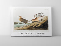 John James Audubon - Buff breasted Sandpiper from Birds of America (1827)