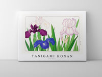 Tanigami Konan - Iris flower