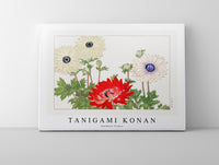 Tanigami Konan - Anemone flower