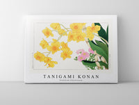 Tanigami Konan - Dendobium Chbysotoxuum