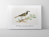 Robert Jacob Gordon - Telephorus zeylonus Bokmakierie (ca.1778)