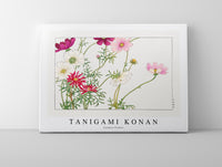 Tanigami Konan - Cosmos flower