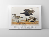 John James Audubon - Golden Plover from Birds of America (1827)