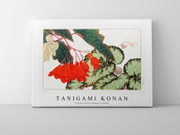 Tanigami Konan - Cracklin Rosie Begonia flower