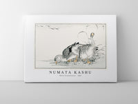 Numata Kashu - White Fronted Goose illustration from Pictorial Monograph of Birds (1885)