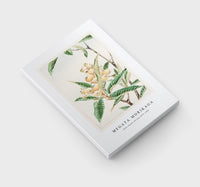 Megata Morikaga - Biwa loquat during 1870–1880