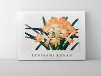 Tanigami Konan - Vintage cliviminiata flower