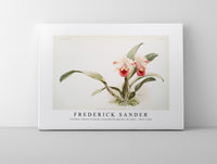 Frederick Sander - Cattleya labiata trianaei from Reichenbachia Orchids-1847-1920