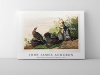 John James Audubon - Spotted Grouse from Birds of America (1827)