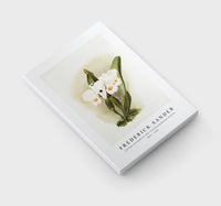 Frederick Sander - Cattleya schroederoe alba from Reichenbachia Orchids-1847-1920