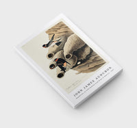 John James Audubon - Republican, or Cliff Swallow from Birds of America (1827)