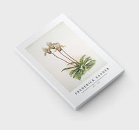 Frederick Sander - Cypripedium lo from Reichenbachia Orchids-1847-1920