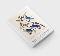 John James Audubon - Townsend's Warbler, Arctic Blue-bird and Western Blue-bird from Birds of America (1827)