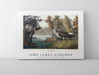 John James Audubon - Yellow Shank from Birds of America (1827)