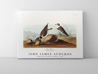 John James Audubon - Ring Plover from Birds of America (1827)