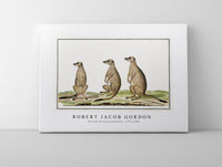 Robert Jacob Gordon - Suricata suricatta meerkats (1773–1780)