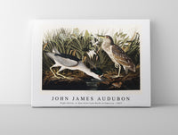 John James Audubon - Night Heron, or Qua bird from Birds of America (1827)