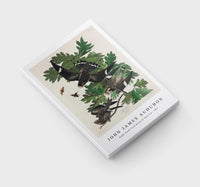 John James Audubon - Night Hawk from Birds of America (1827)