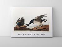 John James Audubon - Brant Goose from Birds of America (1827)
