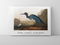 John James Audubon - Blue Crane or Heron from Birds of America (1827)