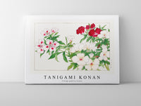 Tanigami Konan - Vintage godetia flower