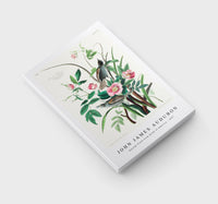 John James Audubon - Seaside Finch from Birds of America (1827)