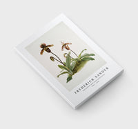 Frederick Sander - Cypripedium (hybridum) pollettianum-1847-1920