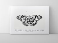 Cornelis ploos van amstel - Vlinder-1763-1789