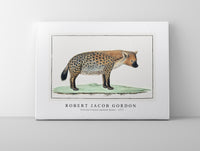 Robert Jacob Gordon - Crocuta crocuta spotted Hyena (1777)