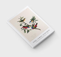 John James Audubon - Painted Finch from Birds of America (1827)