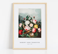 Robert John Thornton - Roses from The Temple of Flora (1807)