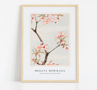 Megata Morikaga - Sakura cherry during 1870–1880