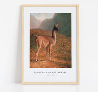 Jacques Laurent Agasse - Guanaco (ca. 1848)
