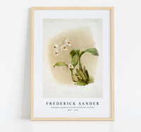 Frederick Sander - Coelogyne sanderæ from Reichenbachia Orchids-1847-1920