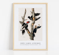 John James Audubon - Ivory-billed Woodpecker from Birds of America (1827)