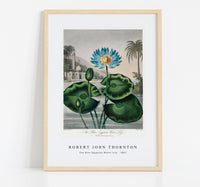 Robert John Thornton - The Blue Egyptian Water-Lily from The Temple of Flora (1807)