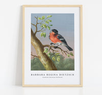 Barbara Regina Dietzsch - Goudvink (Eurasian Bullfinch)
