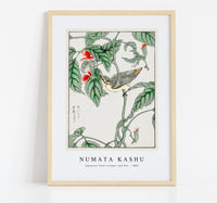 Numata Kashu - Japanese Tree-creeper and Pea illustration from Pictorial Monograph of Birds (1885)