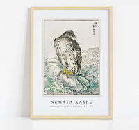 Numata Kashu - Japanese Golden Eagle and Dark Blue Sea illustration from Pictorial Monograph of Birds (1885)