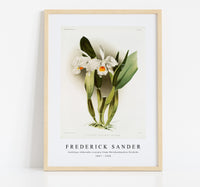 Frederick Sander - Cattleya eldorado crocata from Reichenbachia Orchids-1847-1920