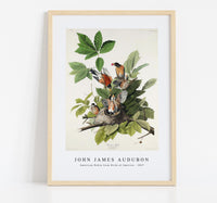 John James Audubon - American Robin from Birds of America (1827)