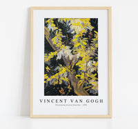 Vincent Van Gogh - Blossoming Acacia Branches 1890