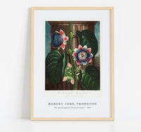 Robert John Thornton - The Quadrangular Passion Flower from The Temple of Flora (1807)