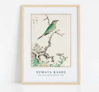 Numata Kashu - Ruby Throat and Wild Camomile illustration from Pictorial Monograph of Birds (1885)