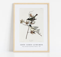 John James Audubon - Pewit Flycatcher from Birds of America (1827)