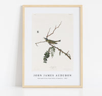John James Audubon - Red-eyed Vireo from Birds of America (1827)