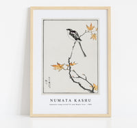 Numata Kashu - Japanese Long-tailed Tit and Maple Tree illustration from Pictorial Monograph of Birds (1885)