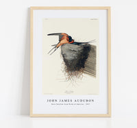 John James Audubon - Barn Swallow from Birds of America (1827)