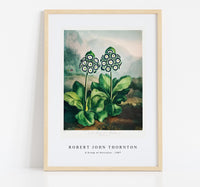 Robert John Thornton - A Group of Auriculas from The Temple of Flora (1807)